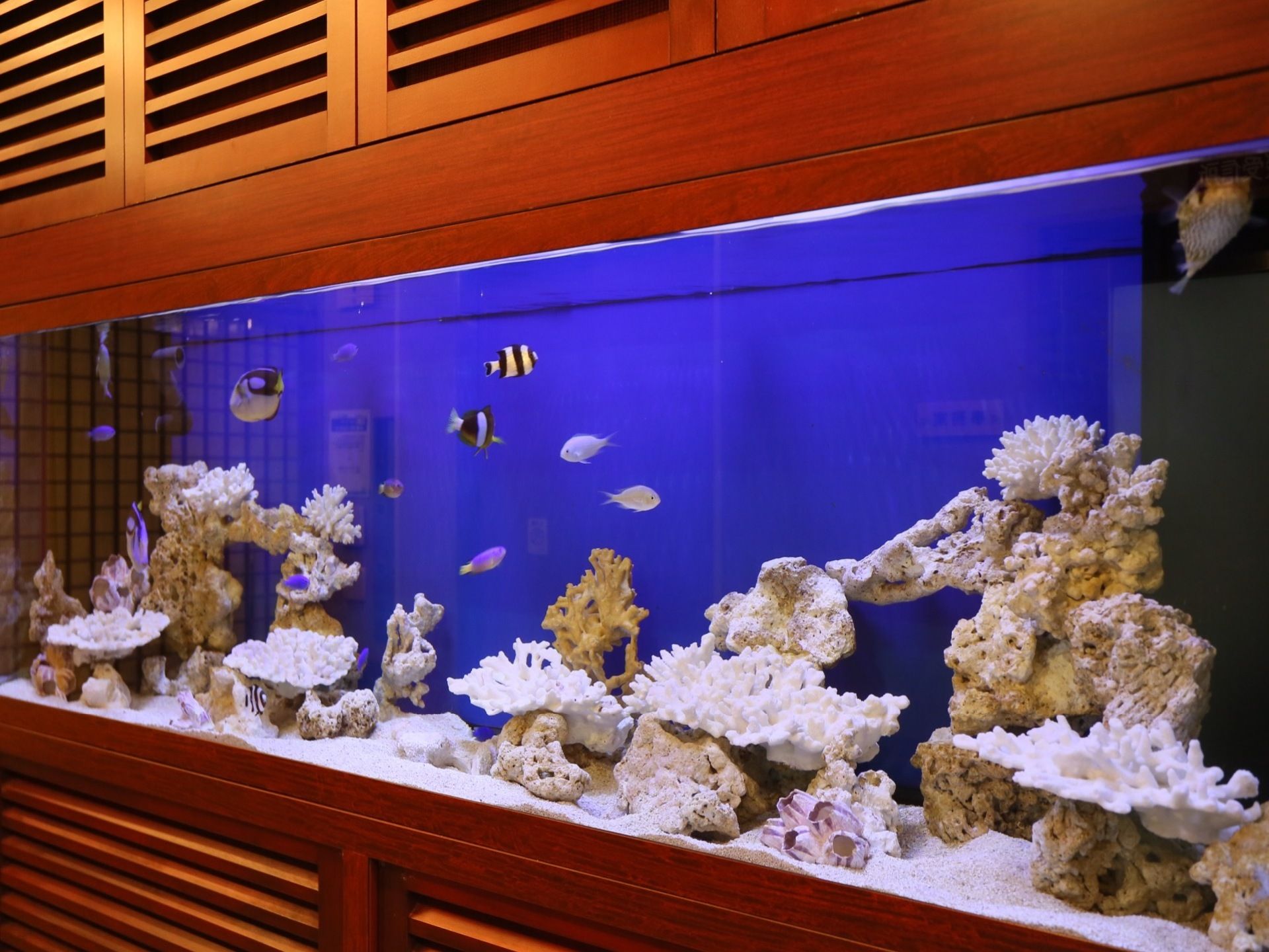 館内には、複数種類の熱帯魚が泳ぐ水槽を備えている。スカイブルーの背景にサンゴ礁を置き、海の中をイメージしている。
