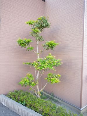 植栽