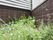 レンガ調の壁に囲まれた角の部分に、花が咲いている草が植えられている。壁沿いには、葉の幅が太い草がある。