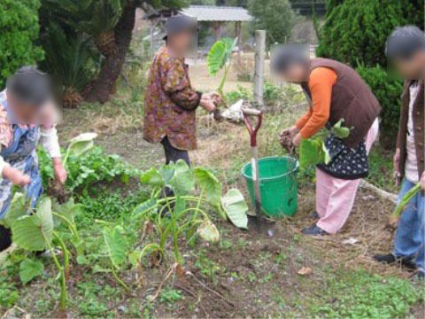 畑でサトイモなどの野菜の収穫をしている4人の高齢女性