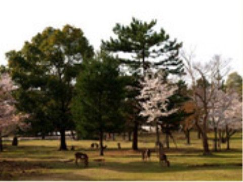 芝生の上でのんびりと草を食むシカは、国の天然記念物である。敷地は広く、他にも桜の名所100選に選ばれるなど見所が多い。