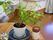 食堂には植木など緑が置いてある。緑が室内にあることで、気持ちも自然と緩められる。植木鉢もかわいくアレンジ。