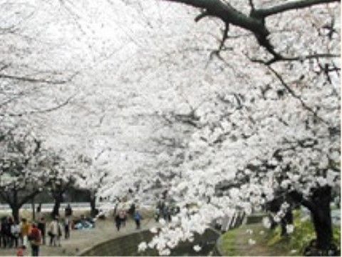 福田憩いの家の周辺環境。定期的にスタッフとお出かけする外出イベントにて、春先に毎年訪れる桜がきれいな公園。