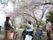 桜の木を見る入居者