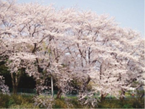 はなことば 戸塚の周辺環境。きれいな桜が沢山ある公園がございます。春にスタッフと一緒にお花見にお出かけいたします。