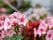 ピンク色の日々草の花が、周囲に咲き乱れている。花びらの色の濃淡が、はっきりと確認できる程ズームして撮られた画像である。