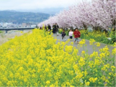 「はなことば 足柄」の周辺環境。桜以外にも菊の花も咲いている。