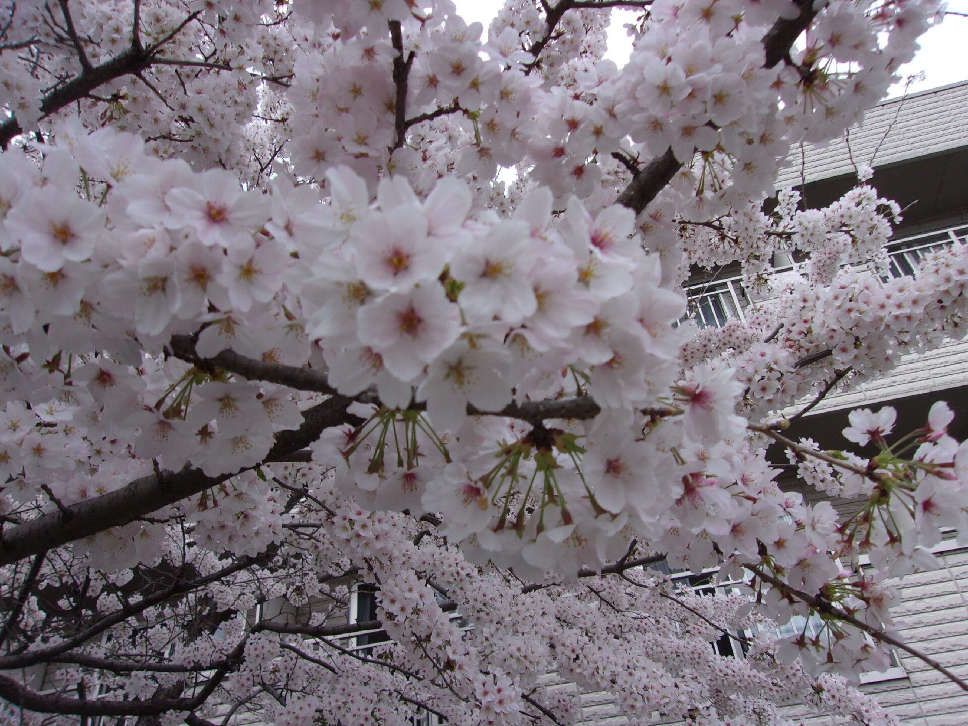 施設の１階部分は一面緑が生い茂っている。庭の部分は緑のシートが貼られており、丸い形のベンチも設置されている。