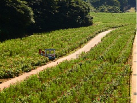 施設の近隣には公園がある。公園には花が咲き誇っており、見るものを楽しませる。入居者様はもちろん、来訪者様も楽しめる。