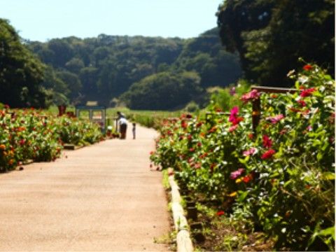 施設の近隣にある公園の遊歩道に、花が咲き誇っている。季節によって雰囲気を変える公園で、目を楽しませることができる。
