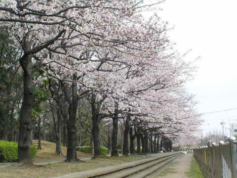 川沿いにある緑豊かな公園。川を見ながら歩ける歩道がある。歩道の脇には桜の木が植えられており、春には満開になる。