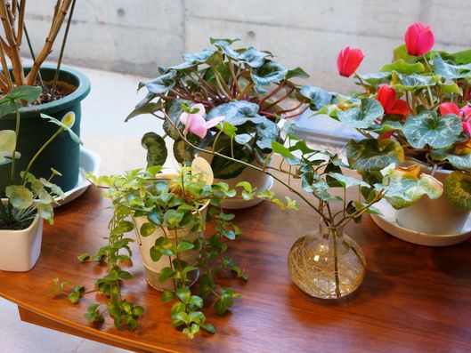 色とりどりの観葉植物