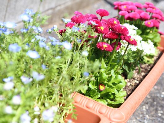 花が植えられたプランター