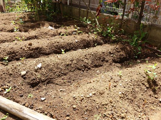 空き地で家庭菜園