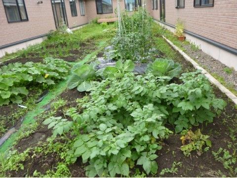 「愛の家グループホーム なかしべつ」の野菜畑。季節の野菜を育てている。