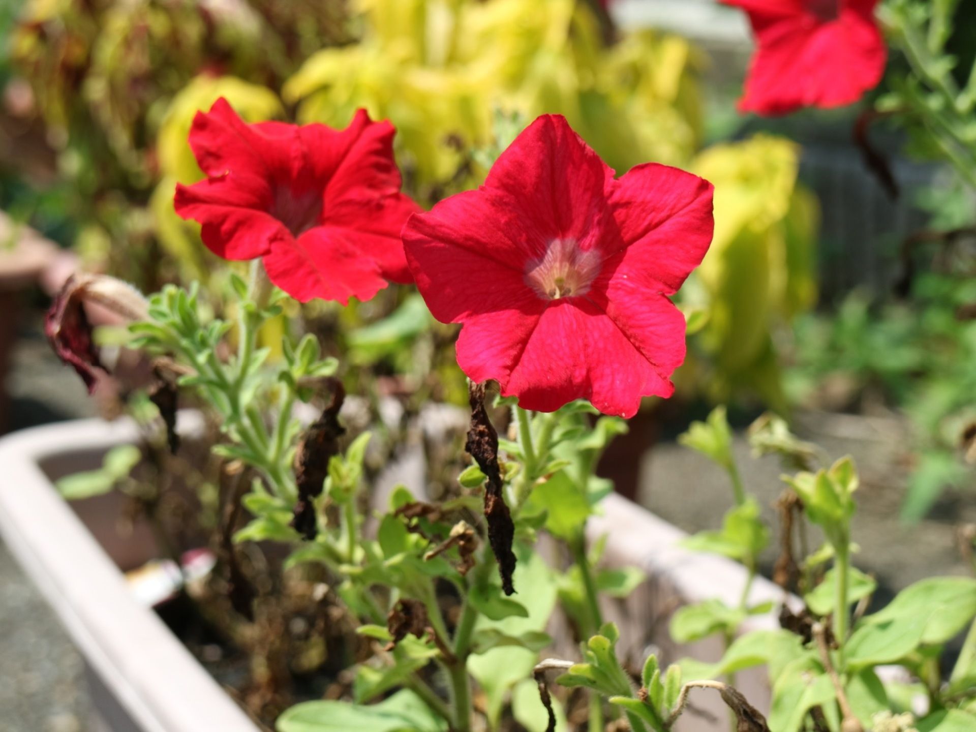 施設の外にはプランターが置かれている。プランターでは花などの植物を育てている。赤い花もあり、咲く様子をご覧いただける。