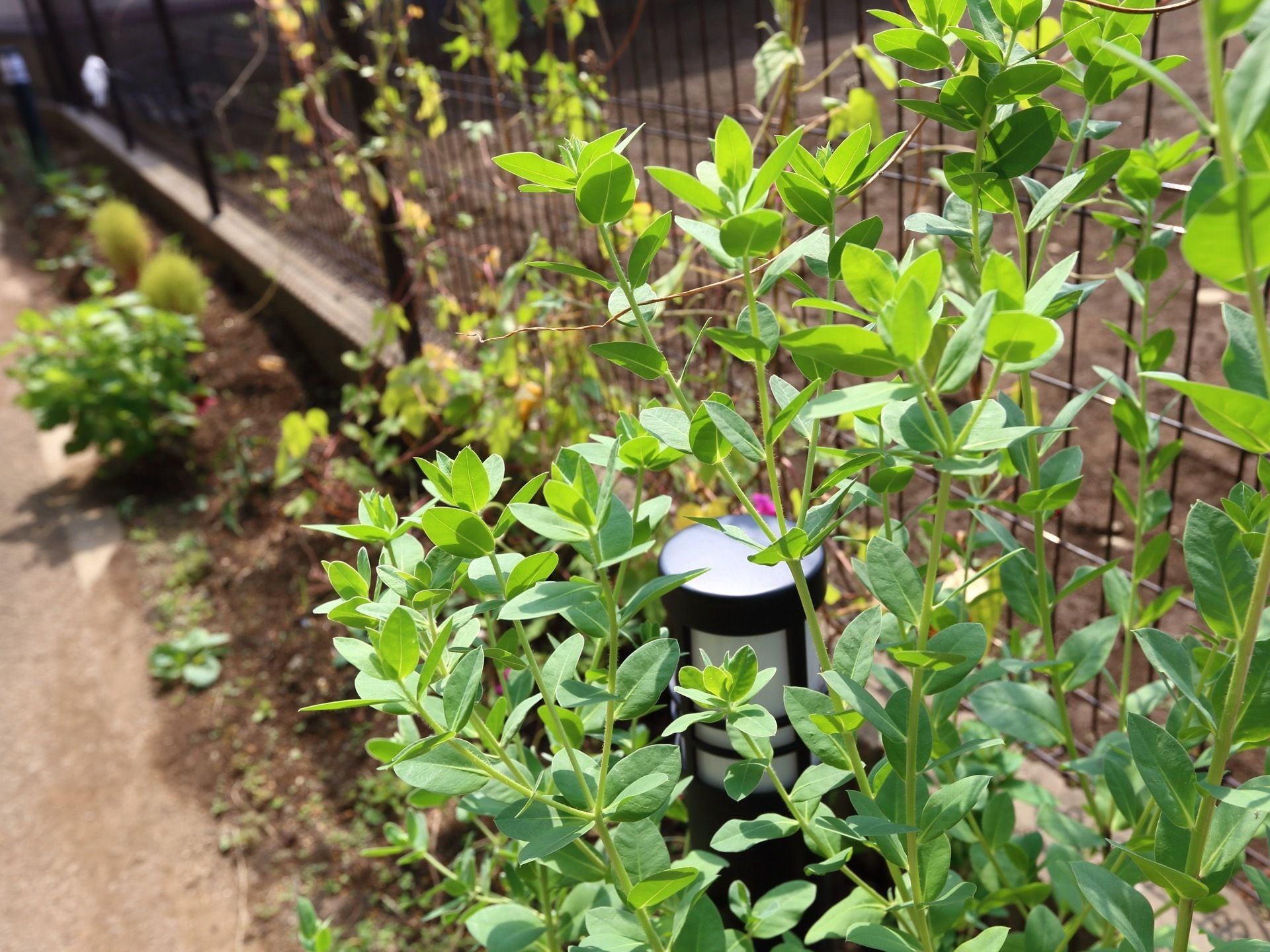 緑が植えられている。日光浴ができる空間となっている。自然に触れて、観賞してリフレッシュすることができる。