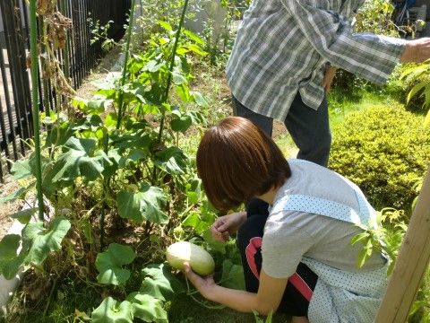 「愛の家グループホーム 川口東領家」の野菜づくり。菜園で季節の野菜を育てている。
