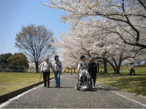 桜の舞い積もった並木道を車椅子を押しながら歩く４人