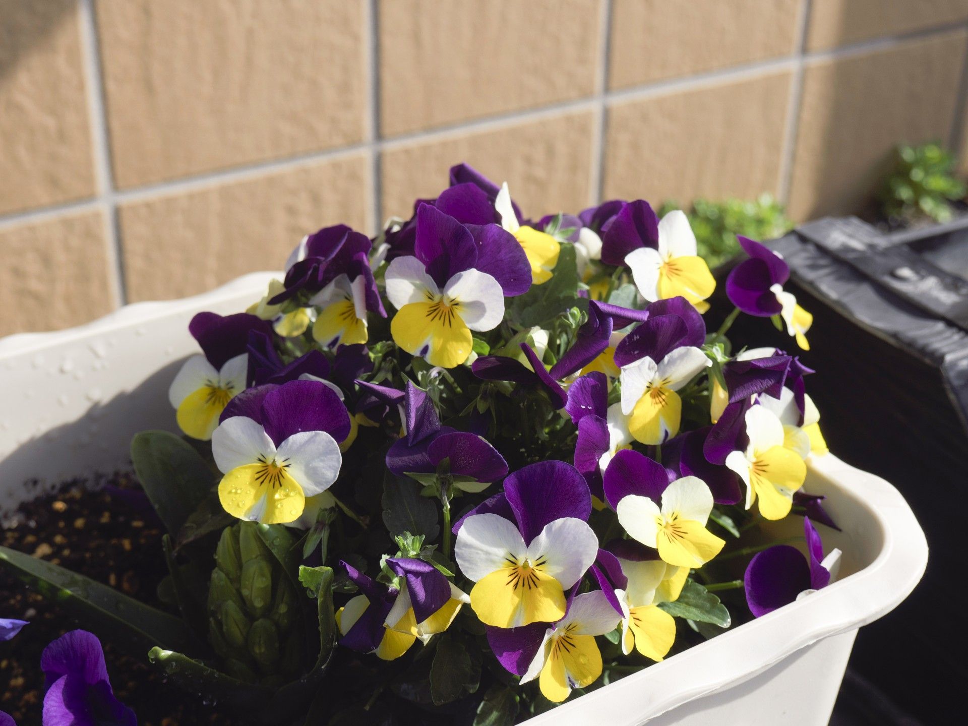 色鮮やかな花のプランター