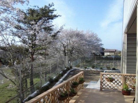 ウッドデッキの前には自然が広がっており、満開の桜の木々が連なっている。入居者様が四季を感じることができる場所である。