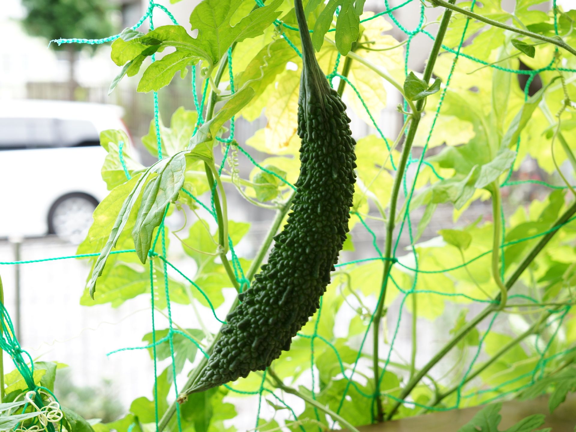 壁にネットが張られ、日よけのゴーヤが植えられている。ゴーヤの葉が生い茂り、緑色のゴーヤの実もなっている。