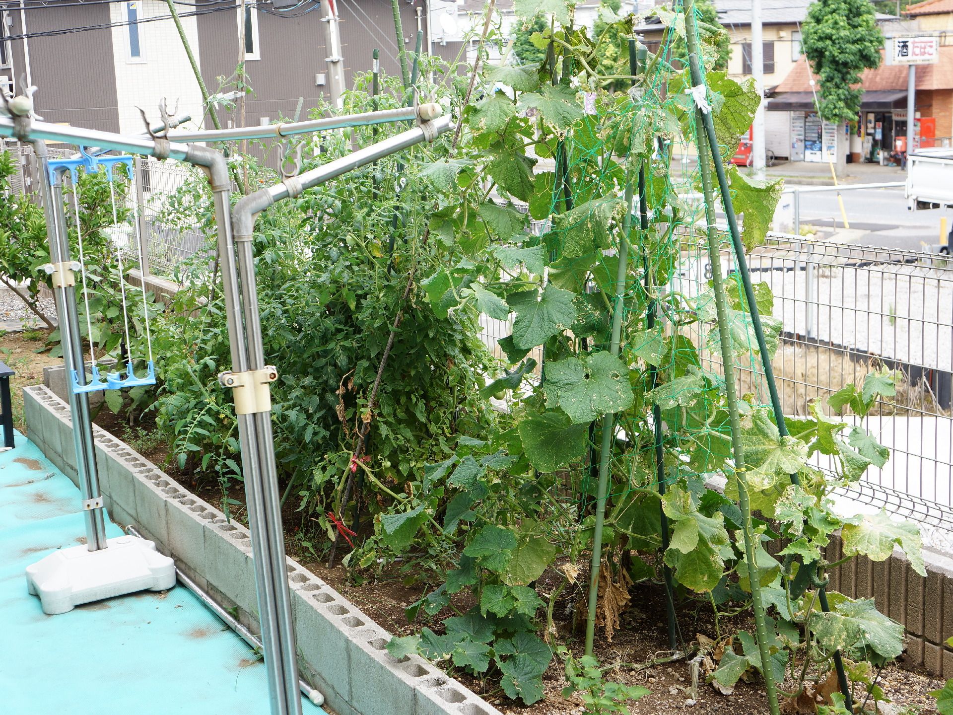 施設の周囲には、園芸用のスペースが設けられている。季節の野菜が育てられるように支柱やネットが設置されている。