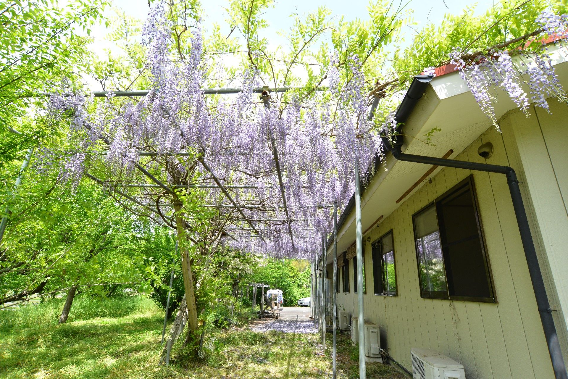 藤の花が咲く美しい光景。