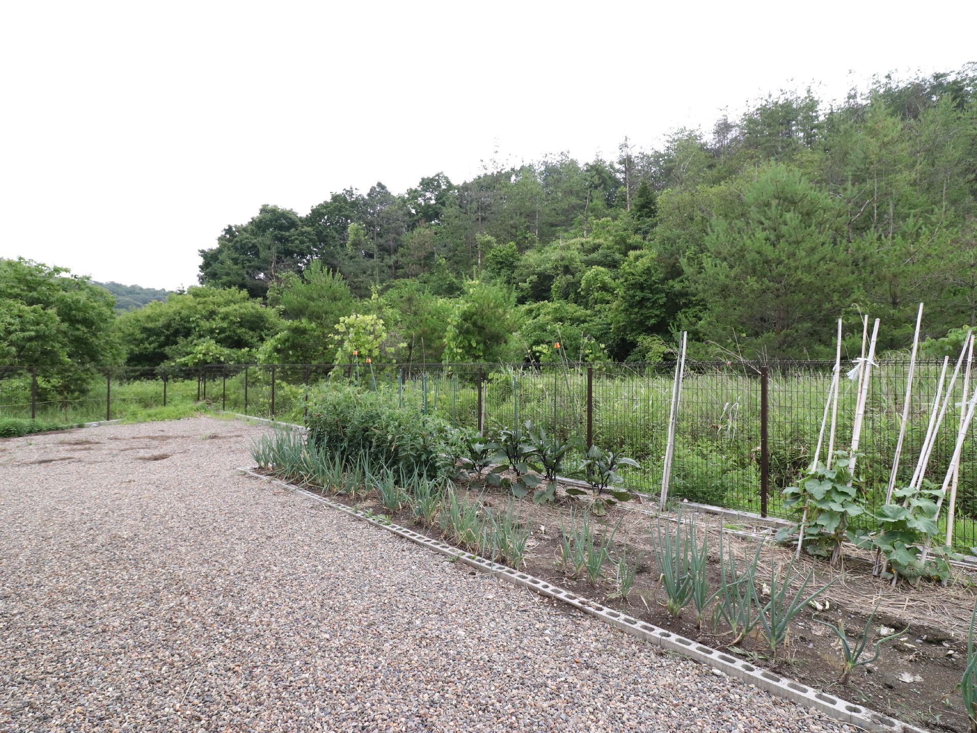 菜園はブロックで囲まれていて外は砂利になっていて歩きやすい。菜園には複数の野菜が植えられている。周囲は高い柵があるので安心して出歩ける。