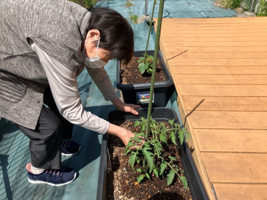 庭で植物を手入れする様子