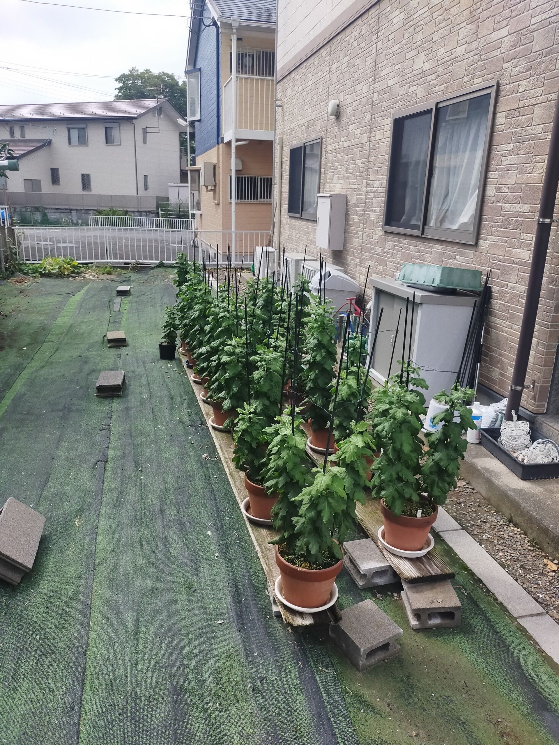 緑豊かな庭の一角