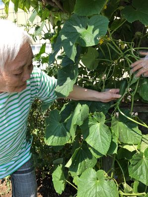 きゅうりの収穫