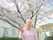 桜の木の前で記念撮影をする女性
