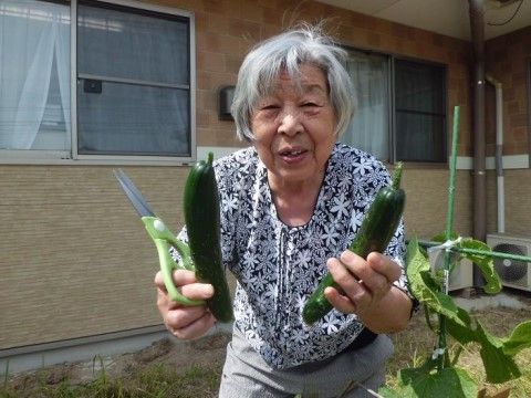 はさみを使って畑で野菜の収穫をしている女性入居者様