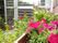 敷地内に施された草花である。薄いピンクや濃いピンクの花と緑の葉の色彩が建物の周りで華やかな空間を作っている。