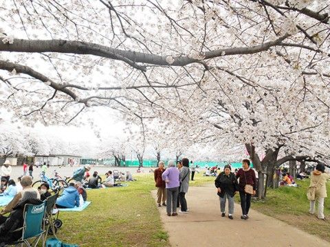 施設の近くには公園があり、春になるとたくさんの満開の桜がお楽しみいただける。毎年恒例でお花見を行っている。