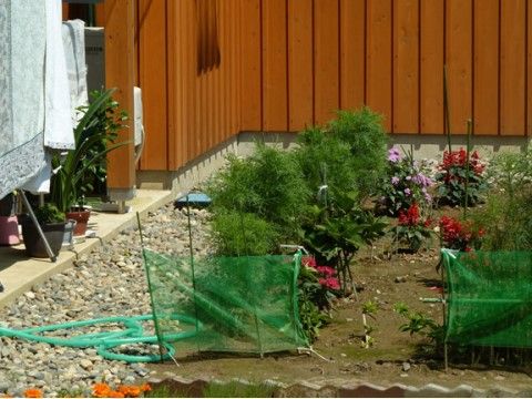 庭に出ると共有で植物を育てられるスペースが用意されている。緑のネットで囲われたスペースにはいくつもの花が咲いている。