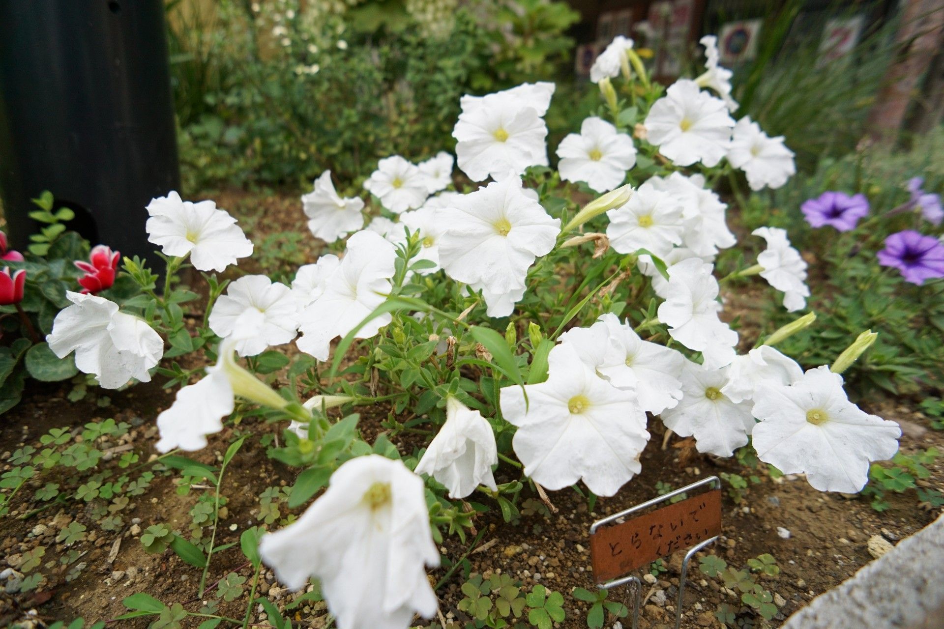 施設内に咲く四季折々の花