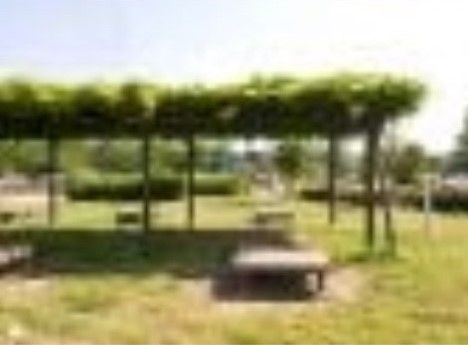 緑あふれる庭の風景