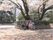 桜の木と入居者