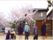 公園で、満開の桜を鑑賞するご老人の方々と数名のスタッフ
