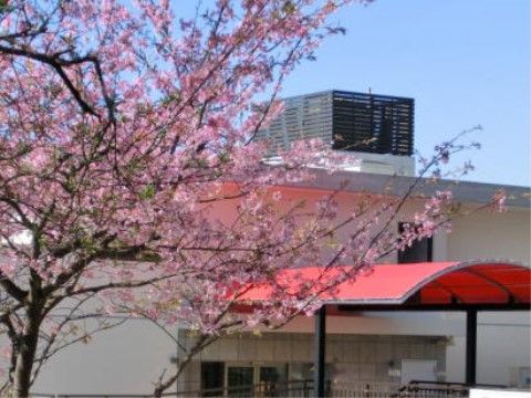 「たんぽぽ四季の森」周辺　桜の花