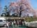 「フレンズ熱海」アクティビティ　大きな桜の木と入居者様