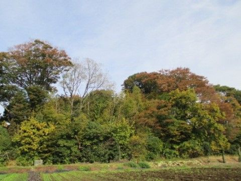 青い空の下、紅葉し始めている木々の姿が映えている。施設周辺は自然が多く緑豊かで落ち着いた環境となっている。