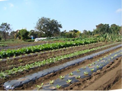 新鮮な野菜を育てる畑