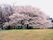 リュエル・シャンテールの周辺環境。春にはこちらの公園でスタッフと入居者様が一緒になってお花見をしております。