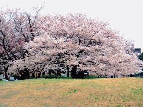 リュエル・シャンテールの周辺環境。お花見をお楽しみいただける環境が施設周辺にございます。レクリエーションにておたのしみいただけます。