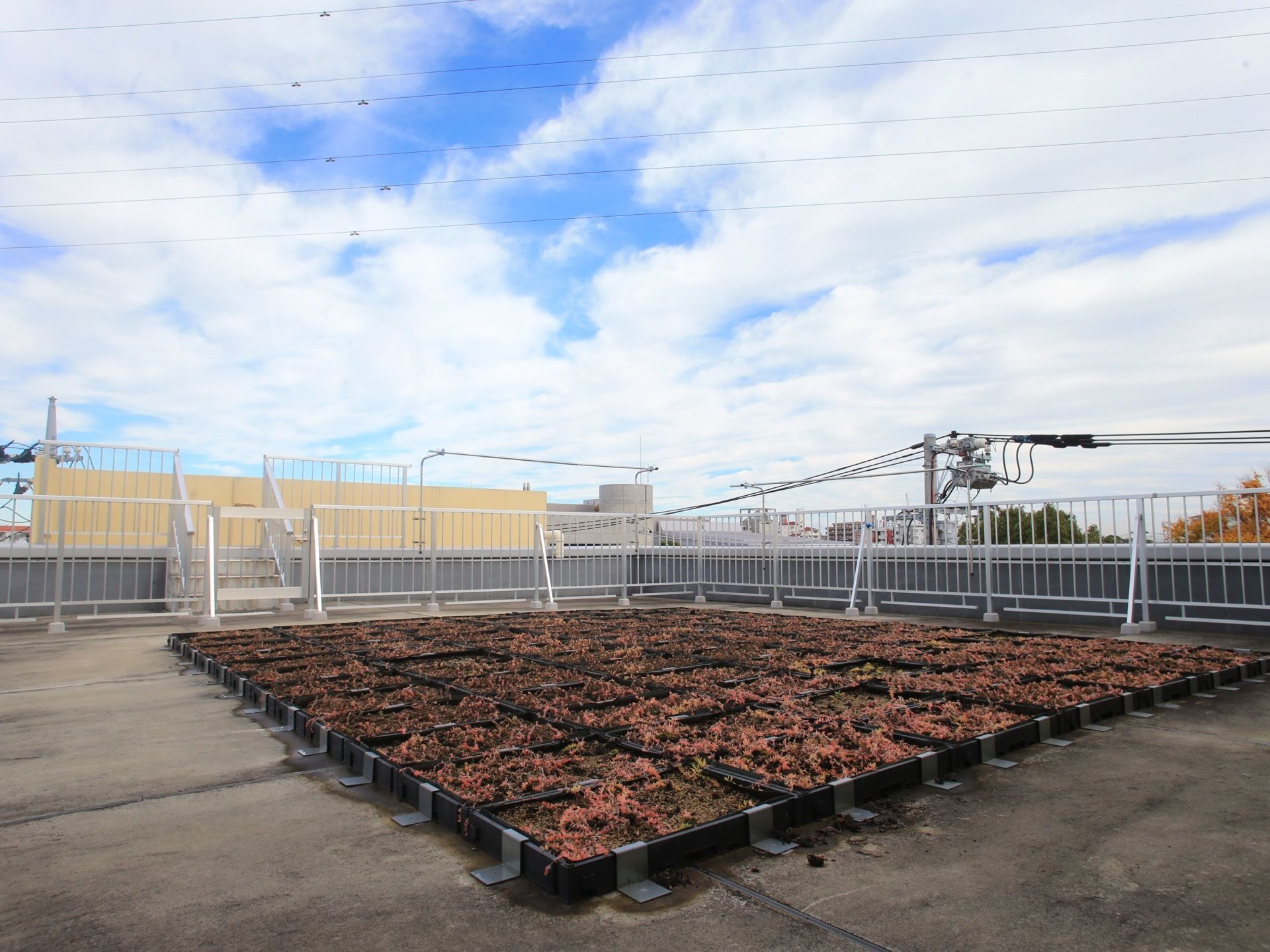 施設にある屋上テラスには、たくさんの植物が育てられている。スタッフが洗濯物を干すための物干し竿が置かれている。