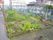 複数に区画分けされた菜園。地面に植わった野菜、添え木に添わせた野菜など色々な種類がある。フェンスの向こうに民家やアパートが見える。