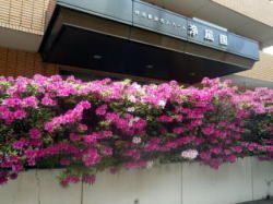花々が彩る入口